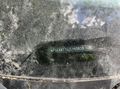 Click to enlarge - Klicken zum Vergrern