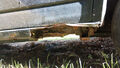 Click to enlarge - Klicken zum Vergrern