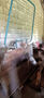 Click to enlarge - Klicken zum Vergrern